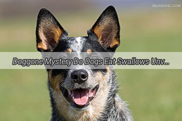 Doggone Mystery Do Dogs Eat Swallows Unveiling the Truth Behind Furry Friends Curious Appetite